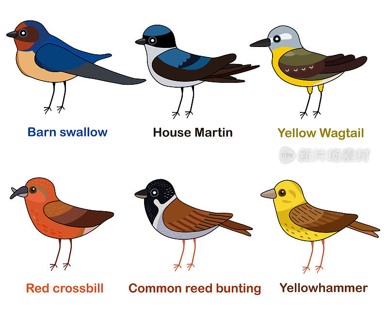 可爱的鸟矢量插图，燕子，马丁，Wagtail, Crossbill，芦苇bunting，黄锤